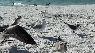 Seagulls march 2020