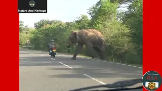 Mama Elephant asking help from humans to save her calf. #NatureAndHeritage🐯. |Wildlife's| |Short's|