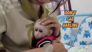 Baby Monkey SUGAR Wakes Up So Sad Mom Tries Make Her Happy