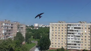 Лето в городе, в небе летают птицы стрижи