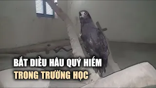 Bắt được diều hâu quý hiếm trong trường học, nhân viên bảo vệ bàn giao cho kiểm lâm