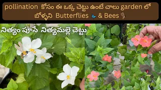 Nithyamalli flower plant care | నిత్యమల్లి చెట్టు | Jasmine plant growing tips |#RarePlant |#jasmine