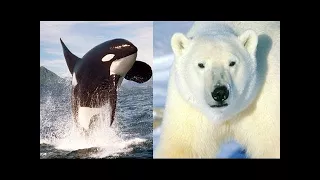 Documental - Orcas Asesinas contra Osos Polares