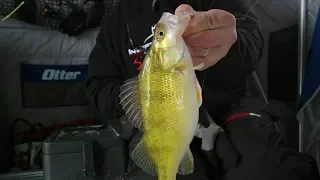 Early Ice Slough Perch - In-Depth Outdoors Season 13, Episode 3