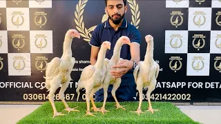 4 WHITE SHAMO Young hens and roosters by Danish Arif GHAUSIA FANCY BIRDS || #foryou #viral #shorts