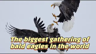 The biggest gathering of bald eagles in the world - 2024.