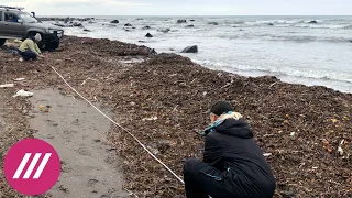 Во всем виноваты водоросли? Почему рано закрывать дело о катастрофе на Камчатке