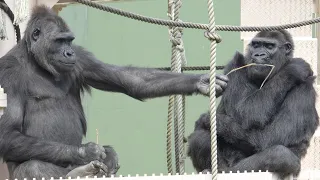 Gorilla girl giving a present to Grandma Gorilla🎁✨ Shabani Group