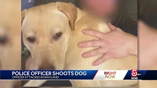 Police officer shoots, kills dog in Wayland