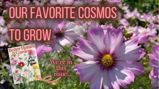 Favorite Cosmos | Better Homes and Gardens Feature | PepperHarrow