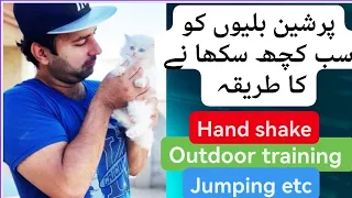 How to train persian cats and kittens /Hand shake training / Outdoor training etc /Urdu /Hindi