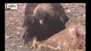 #eagle vs vulture fight for death on ground||by luxury films