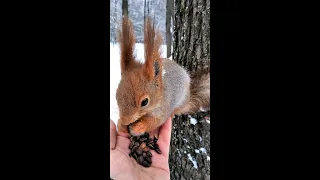 Приручил дикую белку, неделю назад эта белка боялась меня / Tamed a wild squirrel