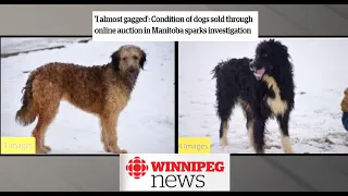 Condition of dogs sold through online auction in Manitoba sparks investigation