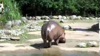 L'incredibile scoreggia di un ippopotamo