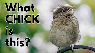 How to Identify GARDEN BIRD Fledglings of the UK