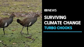 Tasmanian native hens or 'turbo chooks' immune from climate change effects, study shows | ABC News