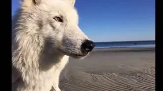 Atka and the Ocean