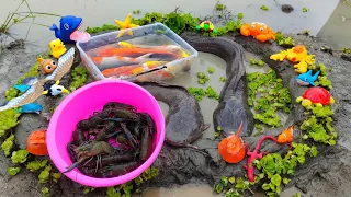 Find big catfish and ornamental fish traps, betta fish, koi fish, real lobsters, goldfish