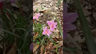 Lirios de lluvia floraciones continuas #shorts #lirios #hippeastrum #Zephyranthes