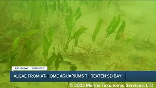 Algae found in at-home aquariums now found in San Diego Bay