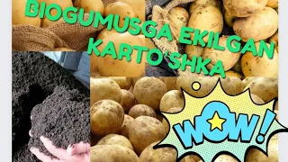 BIOGUMUSGA KARTOʻSHKA EKISH.+998999469400