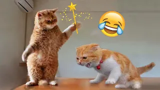 Funny animals -  Funny cats / dogs - Funny animal videos 2023  - Part78/Paws Alliance