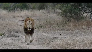 Red Road leads us to more Lion Cubs | The Virtual Safari #65