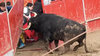 😱 TORO DESTROZA LA PLAZA! CAPEA AJALVIR (MADRID) FEBRERO 2024