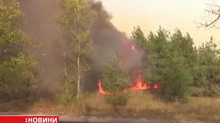На Полтавщині зупинили лісові пожежі