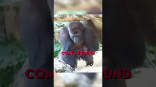 Gorilla kidnaps his own Kids 😂