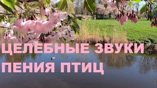 ВЕСНОЙ ПТИЦЫ ПОЮТ ЗВОНЧЕ.ЦЕЛЕБНЫЕ ЗВУКИ ПЕНИЯ ПТИЦ УСПОКАИВАЮТ НЕРВНУЮ СИСТЕМУ,УЛУЧШАЕТСЯ СОН.