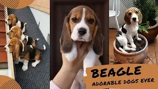 Tiktok| BEAGLE  Funny Cute Dog Breeds Compilations