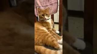 strange cat sticks out tongue at hooman