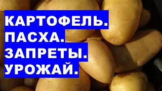 Картопля. Великдень. Заборони. Врожай. Кому підпорядковується картопля: Першотворцю чи церкві?