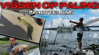 Paling Vissen In Rotterdam / Fishing For Eel In Rotterdam