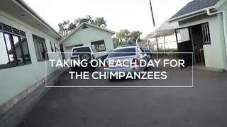 "Taking on each day for the Chimpanzees"