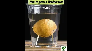 Growing Tips for Walnut tree