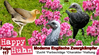 E117 Moderne Englische Zwergkämpfer im Rasseportrait - HAPPY HUHN - Kämpfer Kampfhühner MEZK Hühner