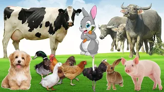 Cow, Buffalo, Chicken, Duck, Ostrich, Rabbit, Pig - Farm Animals Sounds, Animals Cute