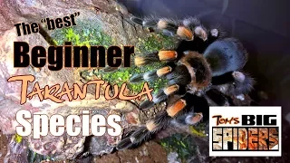 The Best Beginner Tarantula Species