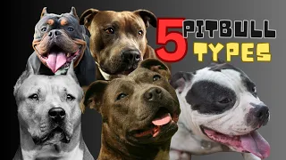 Unveiling the 5 Pit Bull Types: Which one is right for you?