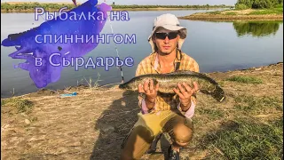 Рыбалка в Узбекистане (река Сырдарья)