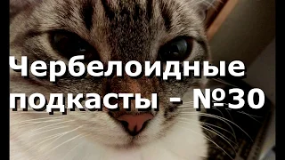 Чербелоидный подкаст #30 - У нас традиция   каждый год мы с котами ходим в баню