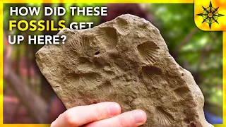 How Did These Seashell Fossils Get Here?