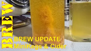 BREW - Update on the Mini Kegs and Cider