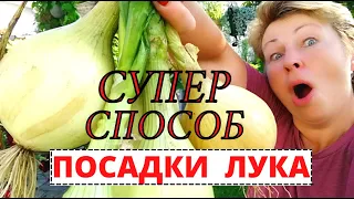 Хотите КРУПНЫЙ ЛУК- сажайте в гребни и бороздки. Посадка лука ЭКСИБИШН и ЯЛТИНСКОГО