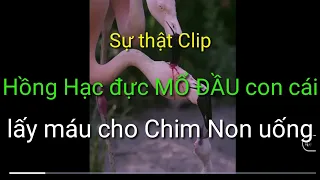 Sự thật Hồng Hạc trống MỔ ĐẦU Hồng Hạc mái lấy sữa cho Hồng Hạc con uống.