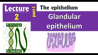 2a- Glandular epithelium-Histology