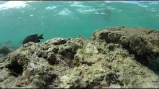 Hawaii Reef Fish School Fish
